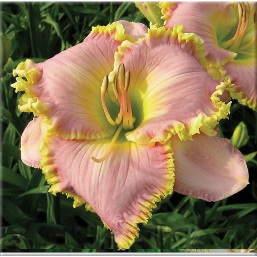 Hemerocallis Princess Diana - Sásliliom