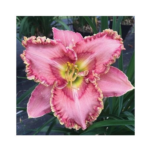 Hemerocallis Princess Tutu - Sásliliom