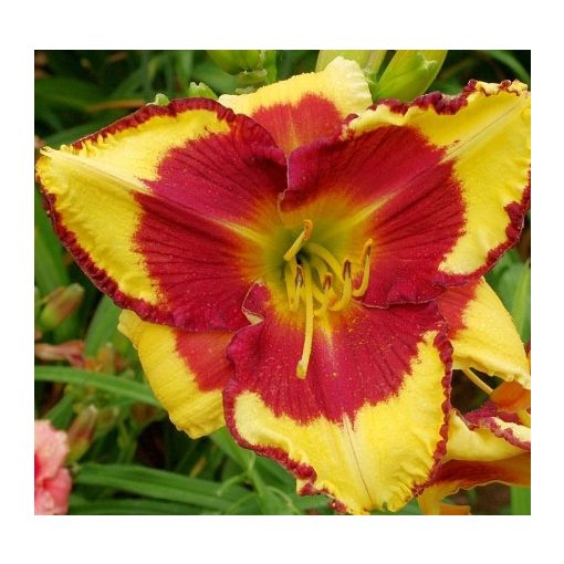 Hemerocallis Punxsutawney Phil - Sásliliom