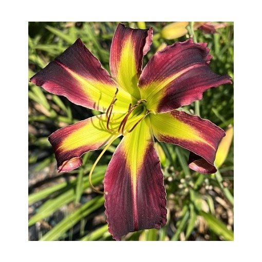 Hemerocallis Purple Apple - Sásliliom