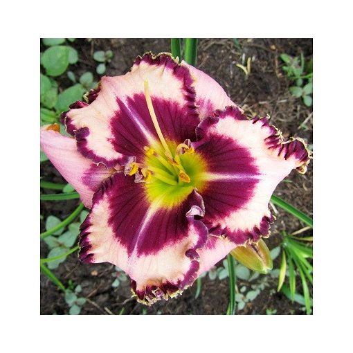 Hemerocallis Purple Flame - Sásliliom