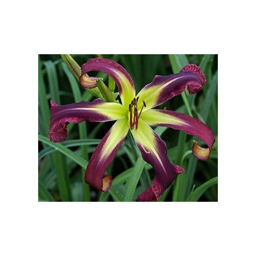 Hemerocallis Purple Starfish - Sásliliom