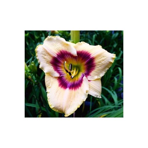 Hemerocallis Rainbow Candy - Sásliliom