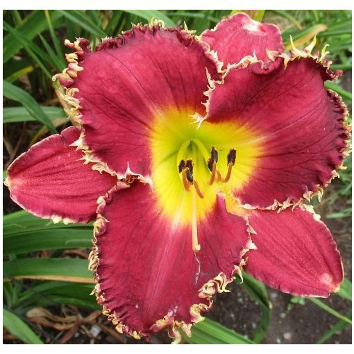 Hemerocallis Randy Stephens - Sásliliom