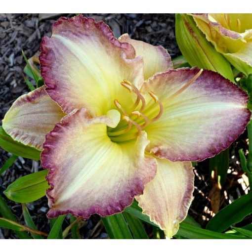 Hemerocallis Raspberry Picotee - Sásliliom