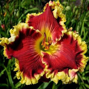 Hemerocallis Red Blooded - Sásliliom