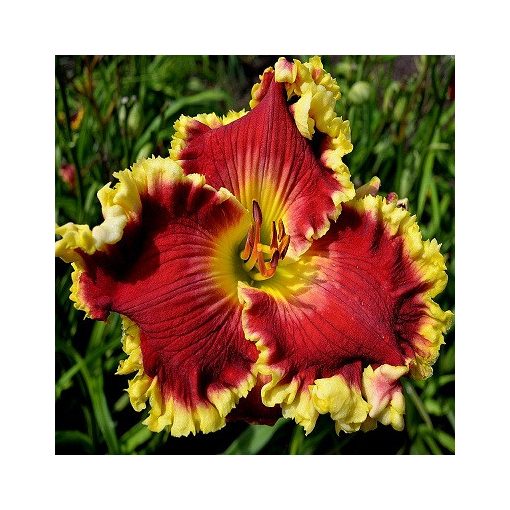 Hemerocallis Red Blooded - Sásliliom