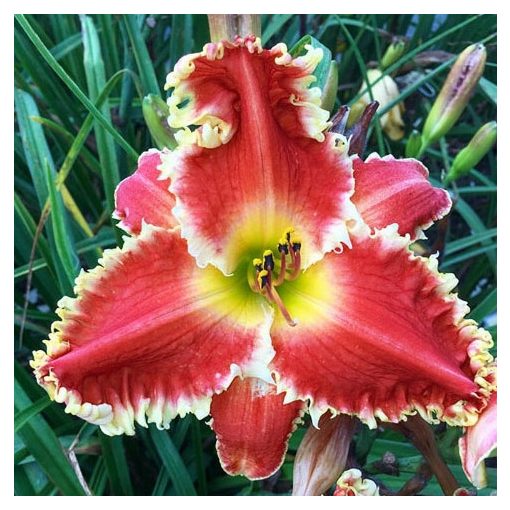 Hemerocallis Red Sakura - Sásliliom