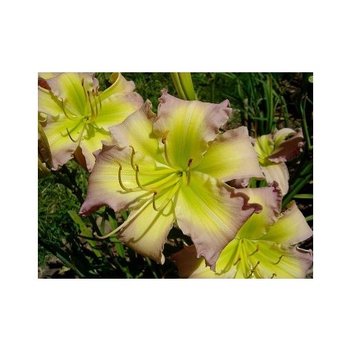 Hemerocallis Regency Heights - Sásliliom