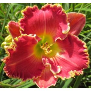 Hemerocallis Rose Knockout - Sásliliom