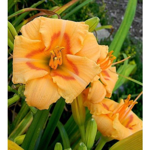 Hemerocallis Siloam Baby Doll - Sásliliom