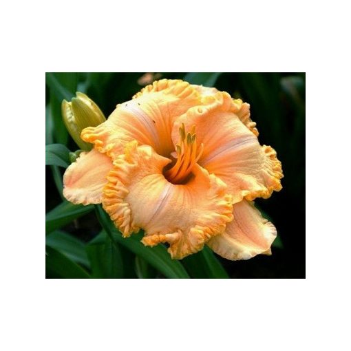 Hemerocallis Spacecoast Sunkist Splendor - Sásliliom