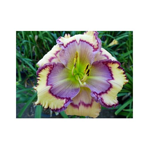 Hemerocallis Stenciled Infusion - Sásliliom