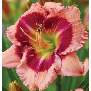 Hemerocallis Strawberry Shake - Sásliliom