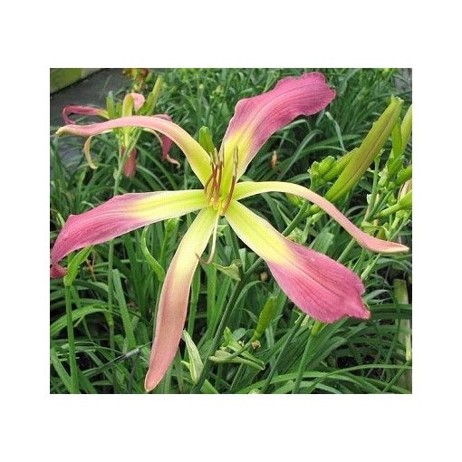 Hemerocallis Stringbean - Sásliliom