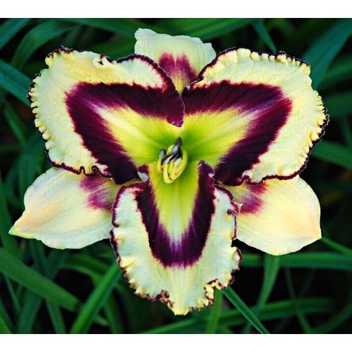 Hemerocallis Sulphurite Prism - Sásliliom