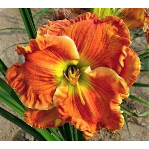 Hemerocallis Texas Big Bend - Sásliliom