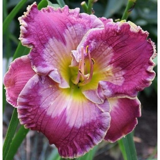 Hemerocallis Vanish Mist - Sásliliom