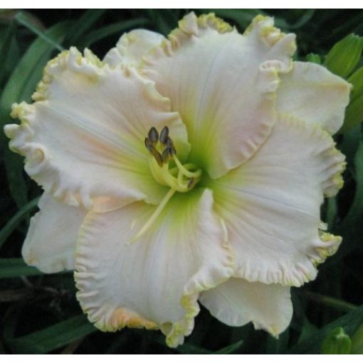 Hemerocallis Victorian Lace - Sásliliom