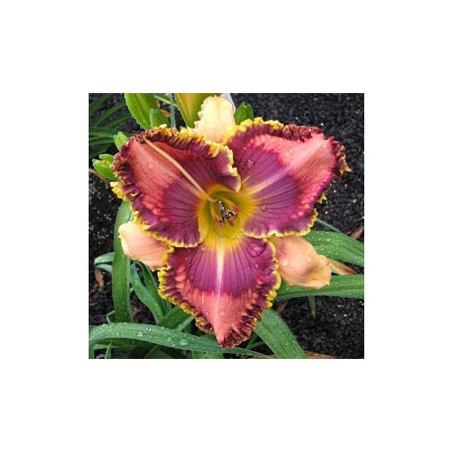 Hemerocallis Vision's Voice - Sásliliom