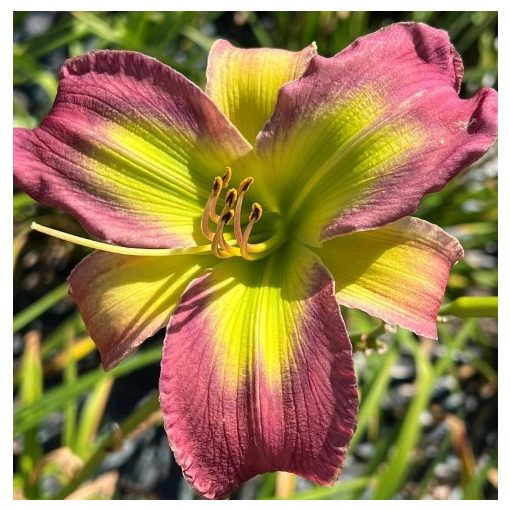 Hemerocallis Wine Apple - Sásliliom