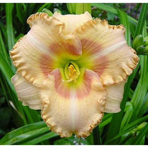 Hemerocallis Wisest Of Wizards - Sásliliom