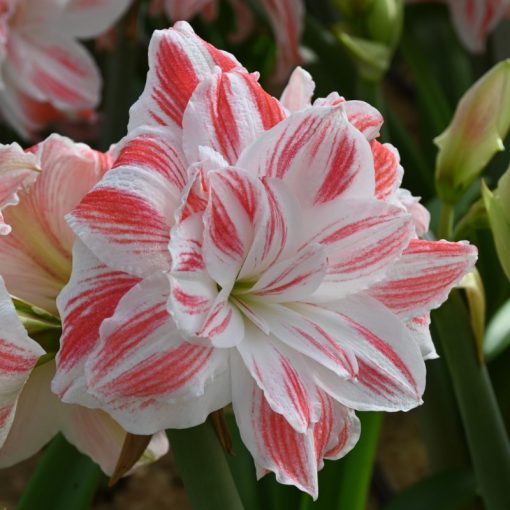 Hippeastrum Amazing Belle - Amarillisz