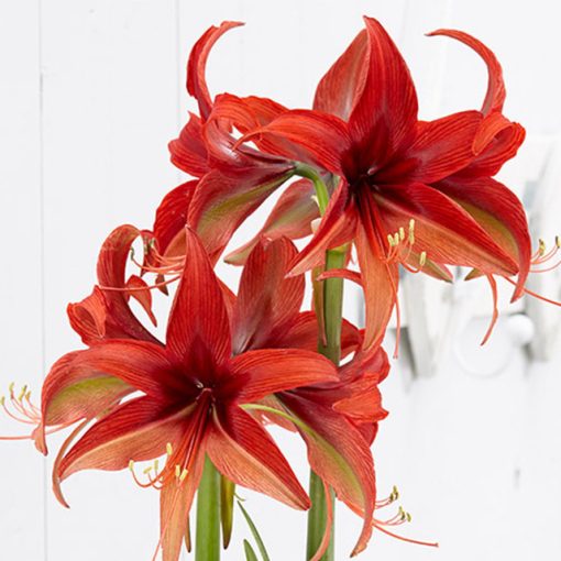 Hippeastrum Bogota - Amarillisz