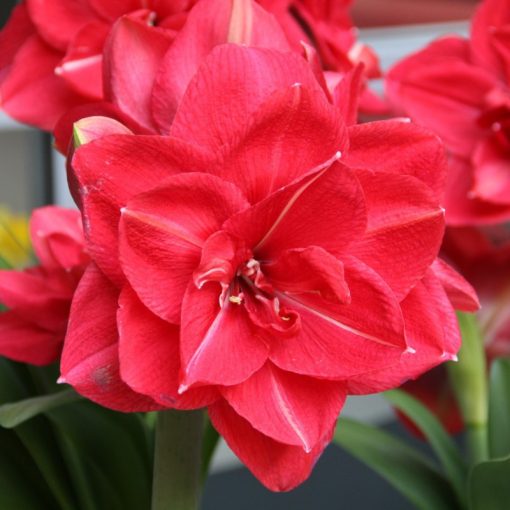 Hippeastrum Pink Symphony - Amarillisz