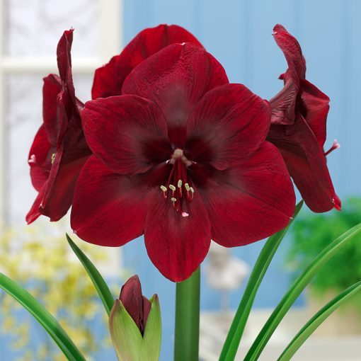 Hippeastrum Première - Amarillisz