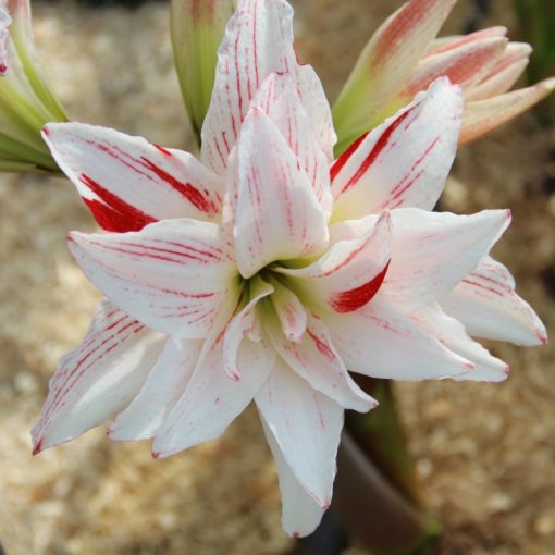 Hippeastrum Pretty Amadeus - Amarillisz