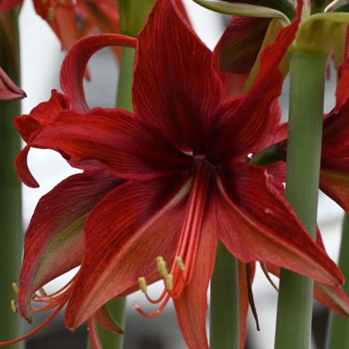 Hippeastrum Red Amazone  - Amarillisz