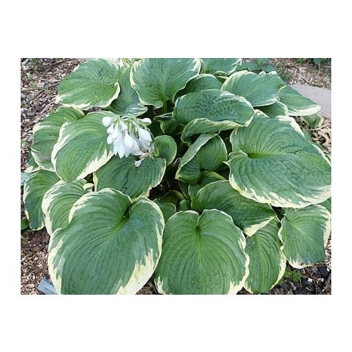 Hosta Hipodrome - Árnyékliliom