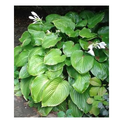 Hosta Plantaginea Grandiflora - Árnyékliliom