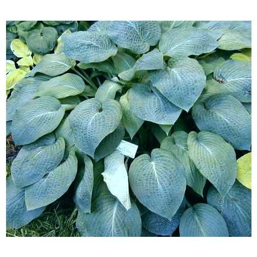 Hosta Weaton Blue - Árnyékliliom