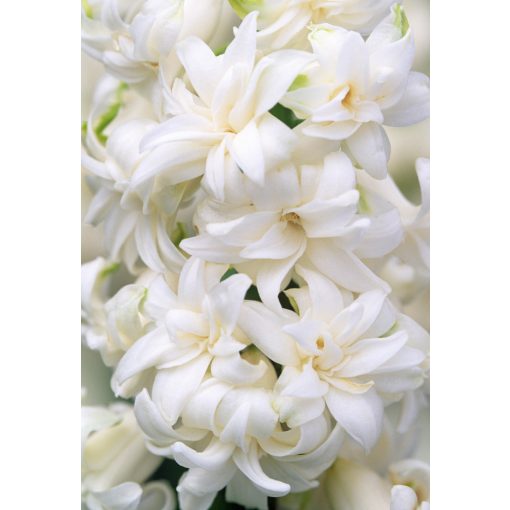 Hyacinthus Snow Crystal - Jácint