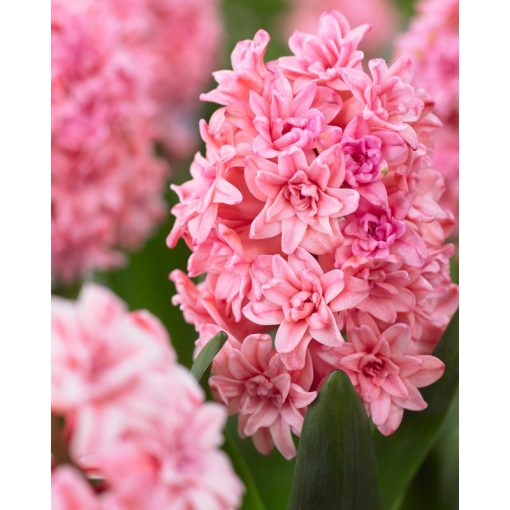 Hyacinthus Spring Beauty  - Jácint