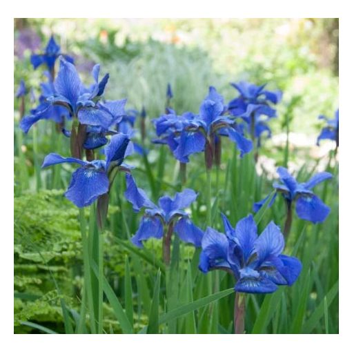 Iris siberica Blue Moon - Szibériai írisz