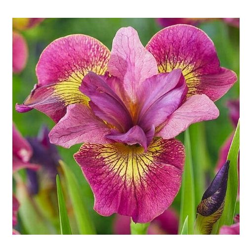 Iris siberica Ruby Gold - Szibériai írisz