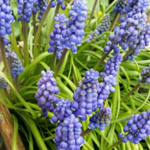 Muscari Joyce Spiprit - Fürtös gyönyike