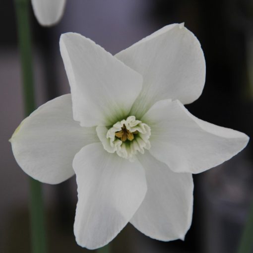 Narcissus Arctic Gem (12/+) - Nárcisz