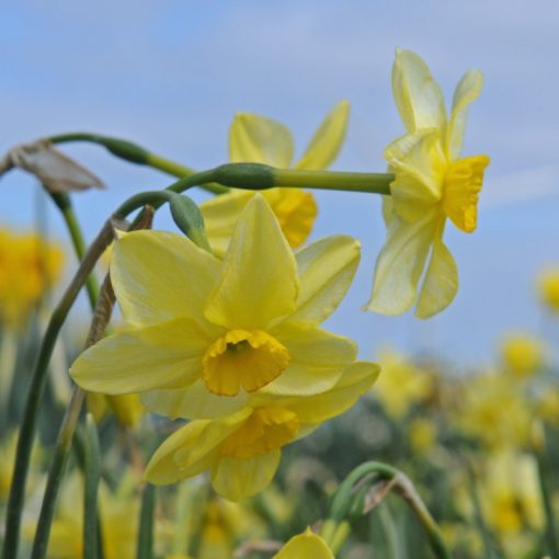 Narcissus Chico (12/+) - Nárcisz