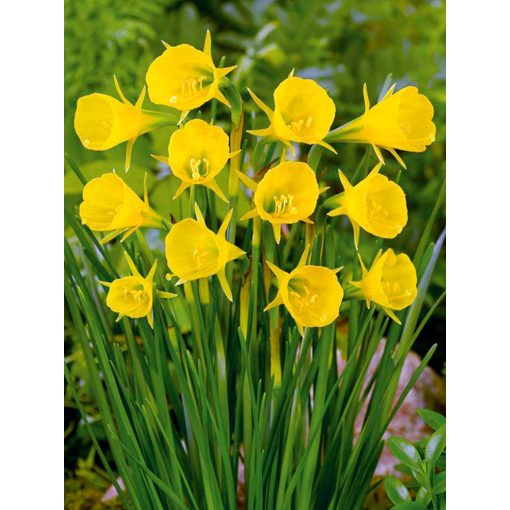 Narcissus Golden Bells (12/+) - Nárcisz