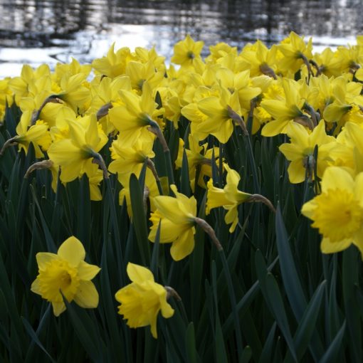 Narcissus Swanbury Yellow (12/+) - Nárcisz