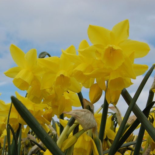 Narcissus Yellow Ocean (12/+) - Nárcisz