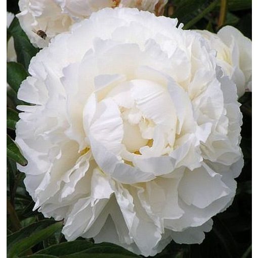 Paeonia Eden S Temptation - Sásliliom