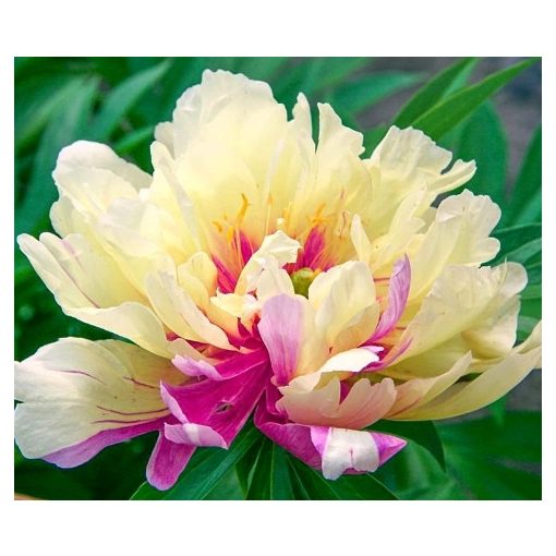 Paeonia Lemon Dream - Sásliliom