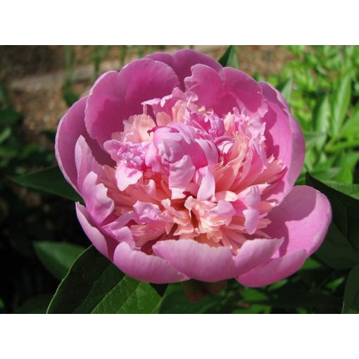 Paeonia Madame Emile Debatene - Sásliliom