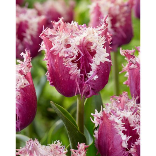 Tulipa Crunchy Cummins (11/+) - Tulipán