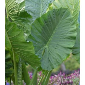 Alocasia odora (I.)